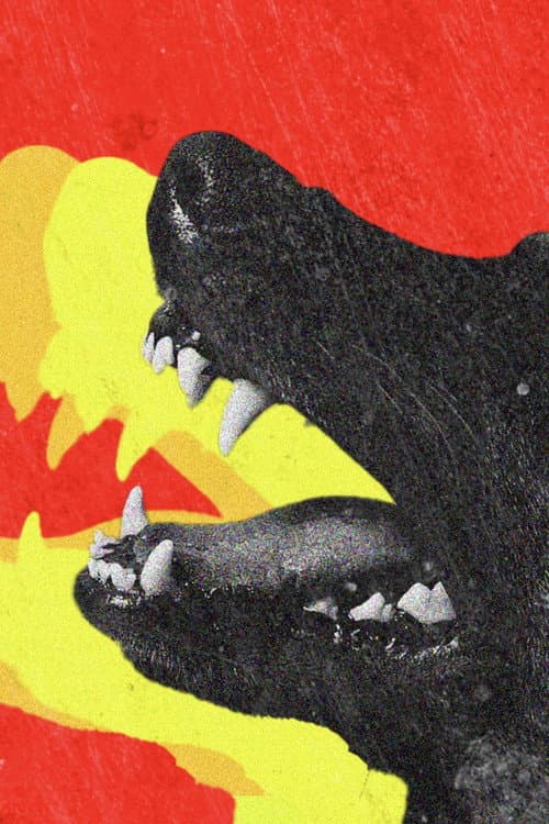 DOGTOOTH — poster