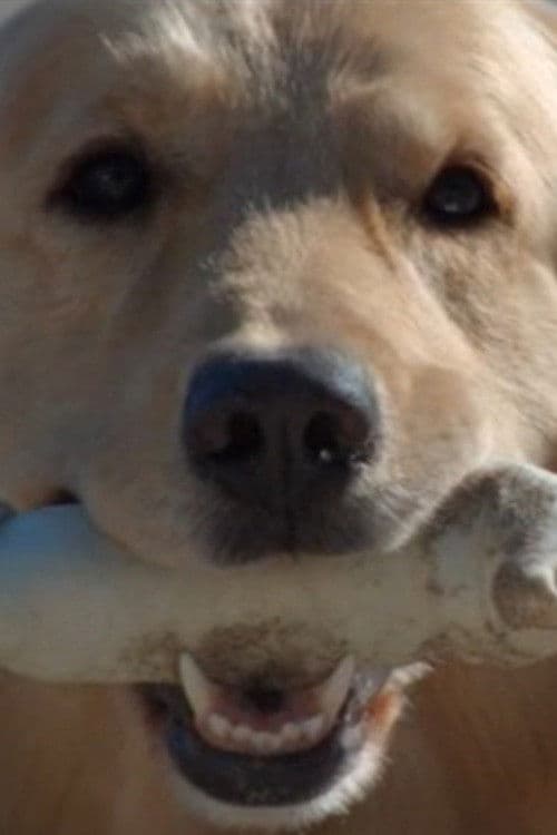 Good Boy — poster