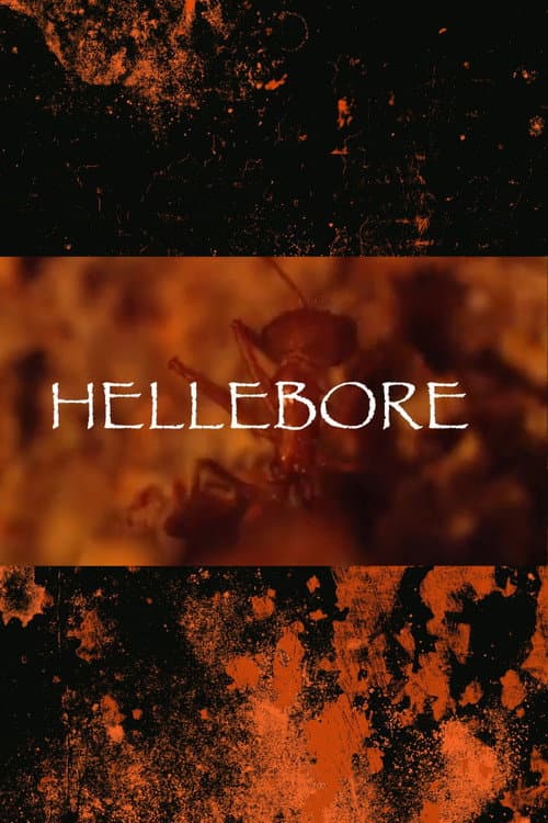 Hellebore — poster